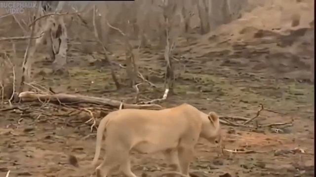 лев против гиены. Кто-же победит?