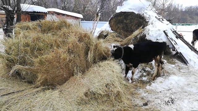 Как снять тюк сена 500 кг! смотреть онлайн