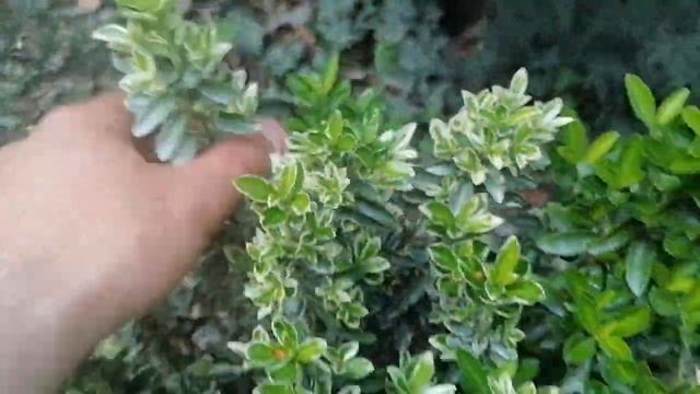 Все про бересклеты.