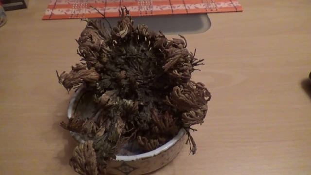 ИЕРИХОНСКАЯ РОЗА / Anastatica hierochuntica (desert rose in my house) / Pustinjska ruža ? смотреть онлайн