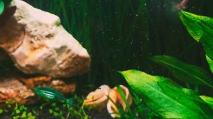 быстрый запуск аквариума,для новичка!