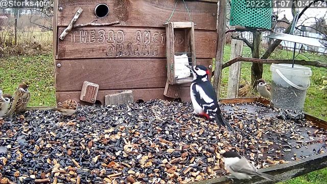 БОЛЬШОЙ ПЕСТРЫЙ ДЯТЕЛ ЕСТ СЫРОК "ДРУЖБУ" смотреть онлайн