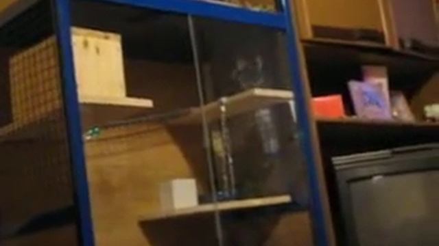 Бафик в новом доме смотреть онлайн