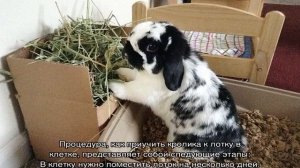 Как приучить кролика к лотку в клетке в квартире