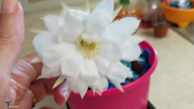 My Domino Cactus Blooms For First Time Echinopsis subdenudata смотреть онлайн