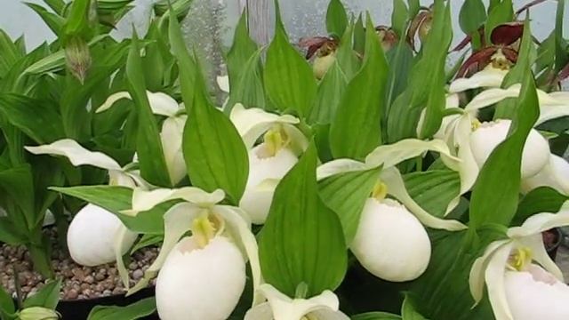 Cypripediums In Pots