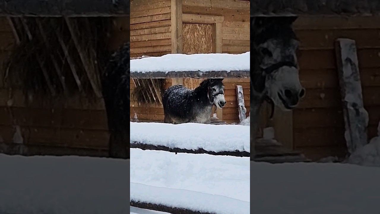 ▷Ослик Иа на севере◁ смотреть онлайн