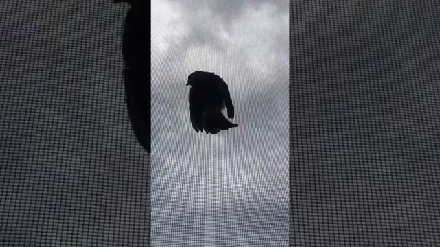 Наш птенец -ласточка. смотреть онлайн