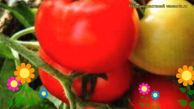Томат обыкновенный Морозко. Краткий обзор, описание характеристик, где купить семена смотреть онлайн