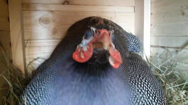 Цесарка в гнезде , чуть не разбила мобилу смотреть онлайн