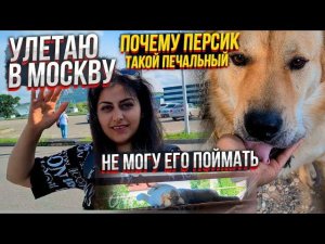 Тимка сбежал перед отправкой. Я улетаю в Москву, встречать моих хвостиков и передавать.