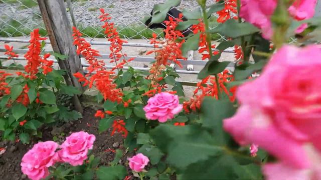 Розы у Мамы #4 смотреть онлайн