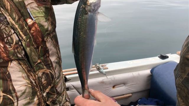 ЧЕРНОМОРСКАЯ СЕЛЁДКА/СЕВАСТОПОЛЬ/2020г смотреть онлайн