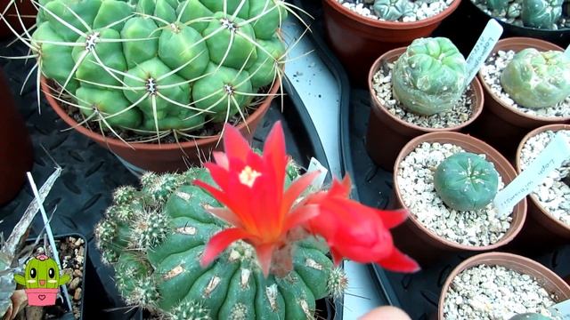 My Matucana Polzii Cactus Plant From Buds To Blooms #cactus  #cactuscollection
