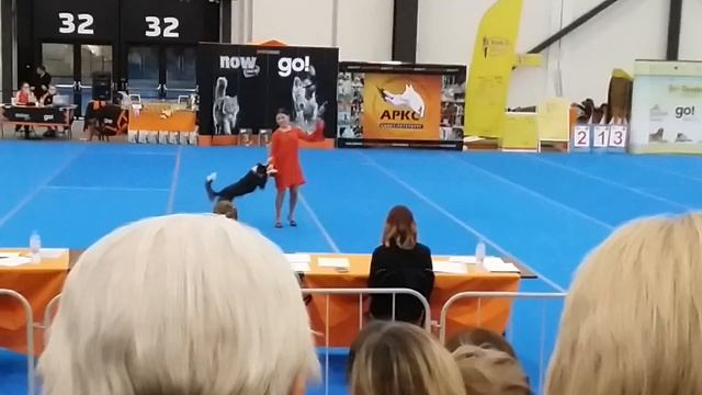 Vlog. Выставка животных. Собаки./ Kate P смотреть онлайн