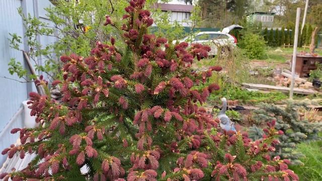 Ель обыкновенная Рыдал (Picea abies Rydal) смотреть онлайн