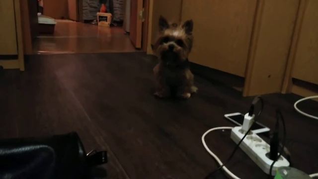 Кошачьи приключения с Мишей и Мушками