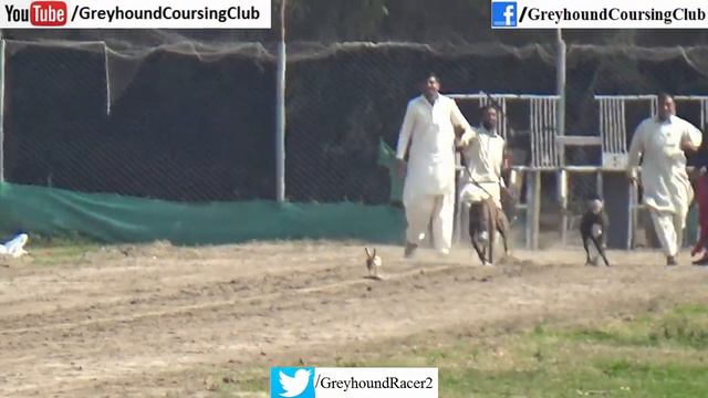 Greyhound track race 2021 | dog racing | fastest animals on planet смотреть онлайн