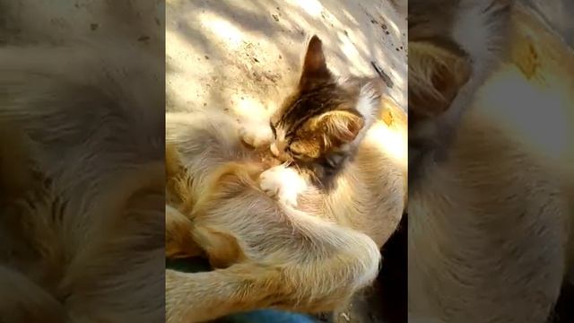 Котяка-сосяка смотреть онлайн