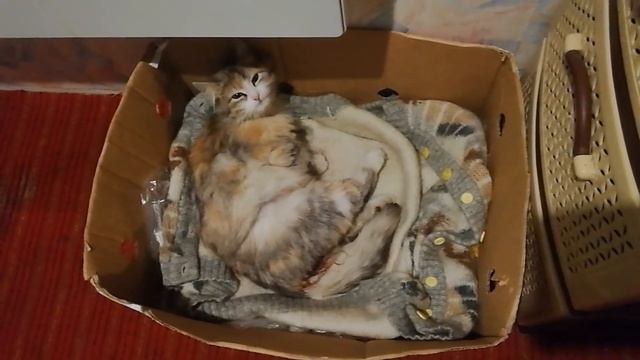Кошка рожает котят смотреть онлайн