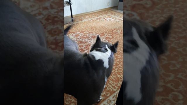 Амстафф Холли| Ну что за львица?🦁 #amstaff #питбуль #стаффорд #amstaffblue смотреть онлайн