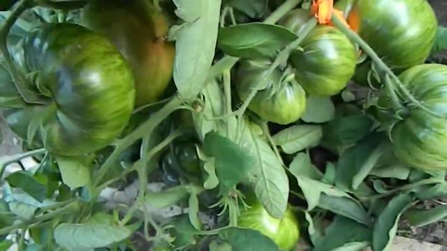 Томат Tennessee Suited Dwarf. Первые созревшие плоды.