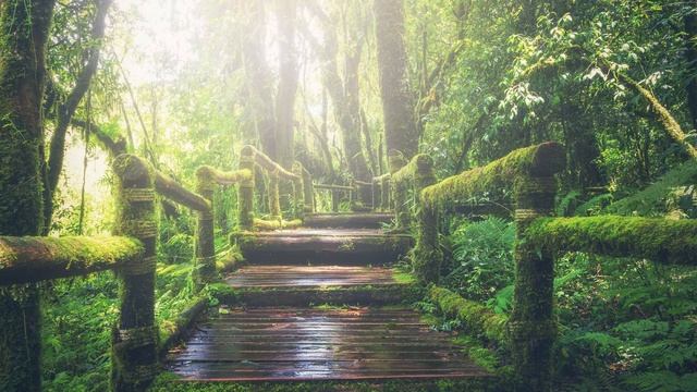 Звуки природы для сна! 5 часов расслабляющего шума дождя/Sounds of nature смотреть онлайн