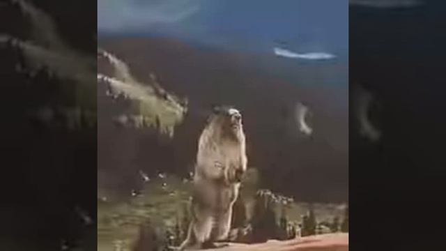орущий сурок