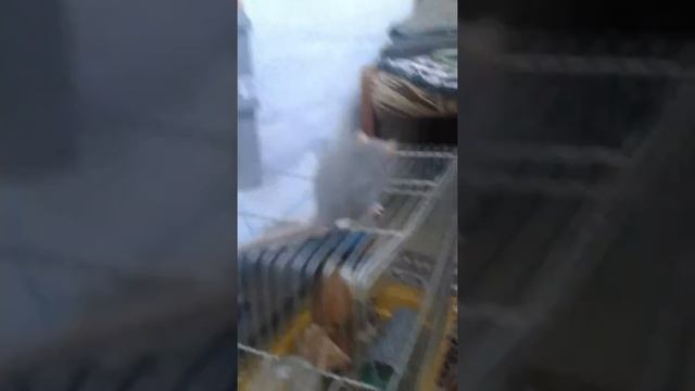 Учим крысу команде суслик смотреть онлайн