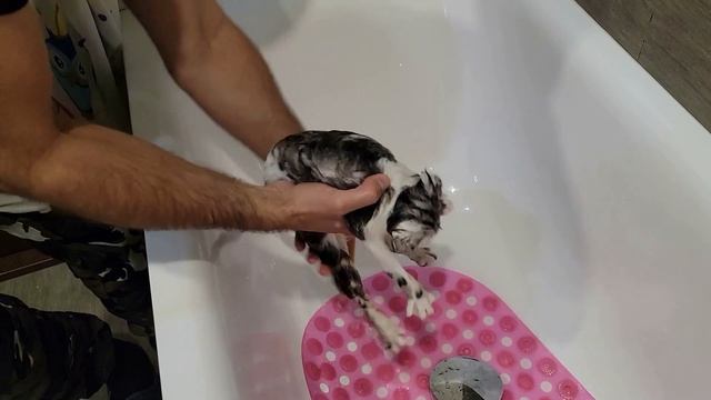 Купаем наших котиков и кролика смотреть онлайн