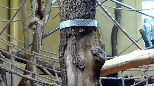 Будапештский зоопарк Гориллы смотреть онлайн