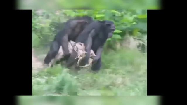 озвучка джавид отдыхает