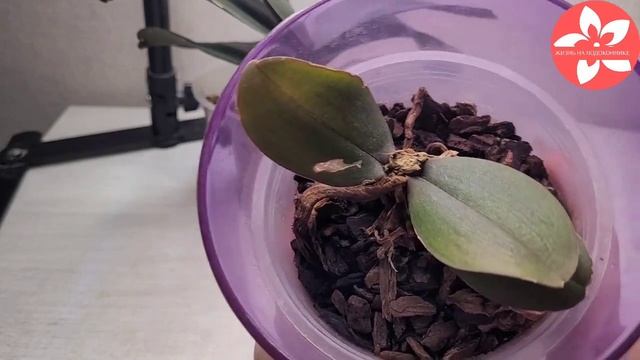 Размножение орхидеи Фаленопсис результаты смотреть онлайн