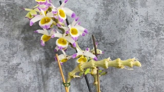 Цветение laelia angereri , dendrobium pendulum , обзор бутонов . смотреть онлайн