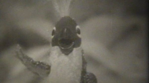 Четверо друзей в джунглях