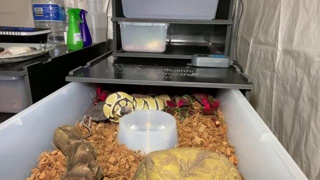 BALL PYTHON FEEDING VIDEO: Feeding you snakes in a new environment!! смотреть онлайн