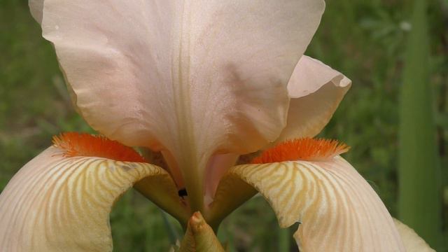 Роскошные июньские цветы! Luxurious June flowers! смотреть онлайн