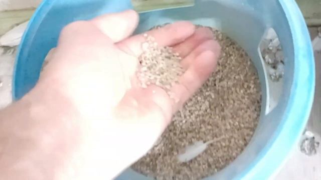 Кормление голубей. смотреть онлайн