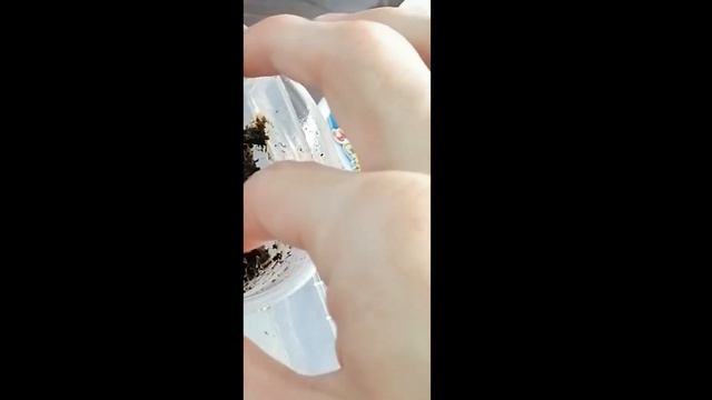 Отглеждане на кивано в България смотреть онлайн