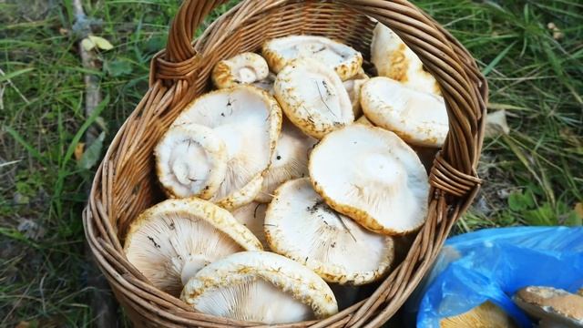 Парадоксы грибосбора: ехал за белыми, а нашел грузди настоящие! Lactarius resimus или груздь сырой смотреть онлайн