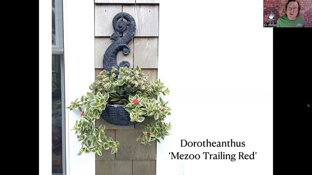 Plant Combinations For Containers