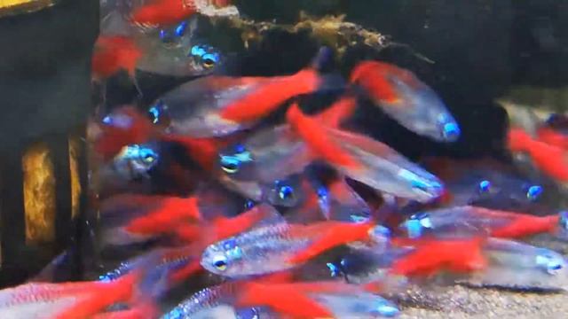 Diamond Head Neon Tetra - The Tropical Fish Shop смотреть онлайн
