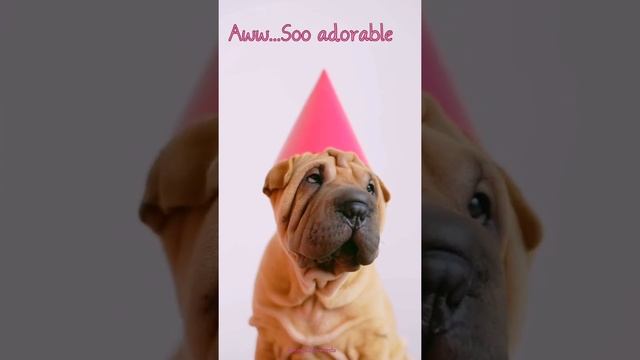 cute adorable dog video compilation|2021|#shorts #adorable #cutestdog #fun #dog #puppy #wrinkle смотреть онлайн