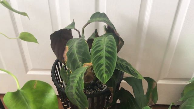 Saturday Plant Fun & Shopping & Calatheas смотреть онлайн