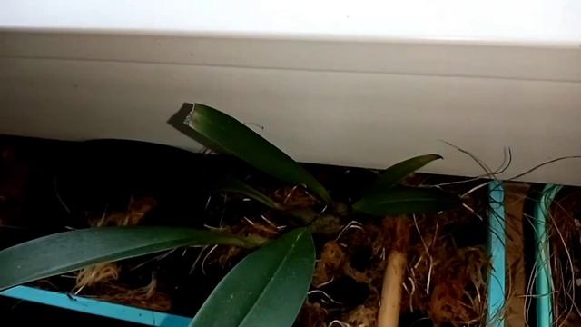 Орхидеи на болконе, Пережили жару. Аномальная жара. смотреть онлайн