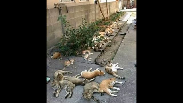 COBA-COBA AJA DULU!!! смотреть онлайн