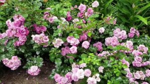 роза Ле Катр Сезон ( Четыре сезона)/ Rosa Les Quatre Saisons в моём саду