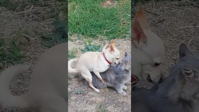 Говорили, что не бывает дружбы между кошкой и собакой... А любви??? смотреть онлайн