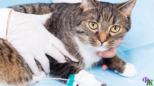 - Потерпи, мой хороший! Скоро поедем домой, - кот узнал Елену и чуть слышно мяукнул смотреть онлайн