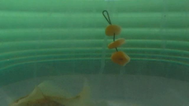 НАДЕНЬ ПРАВИЛЬНО И ЛОВИ КАРАСЯ. How To Catch Carp With Corn! (Easy and cheap bait for carp fishing) смотреть онлайн